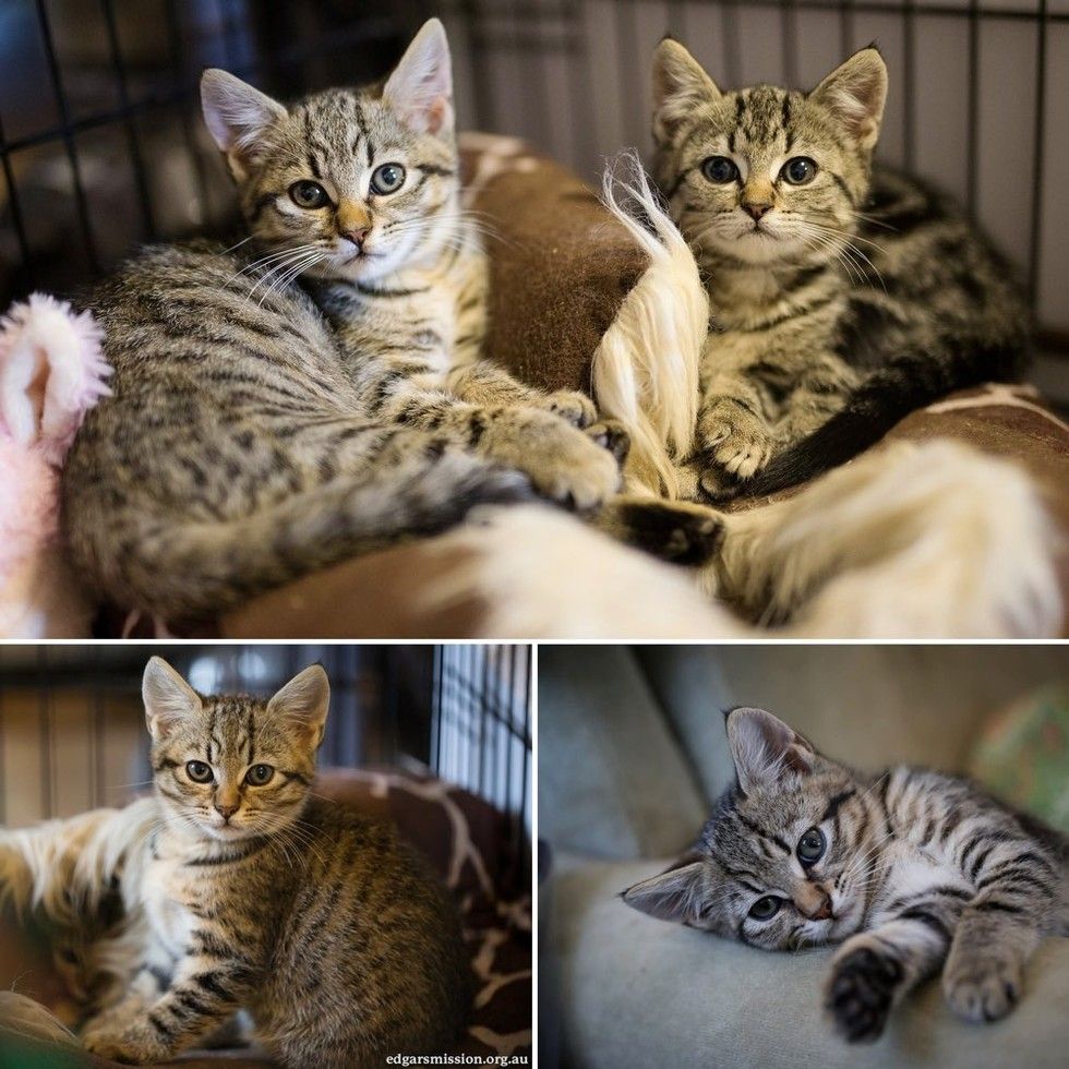 cat finds comfort in lamb