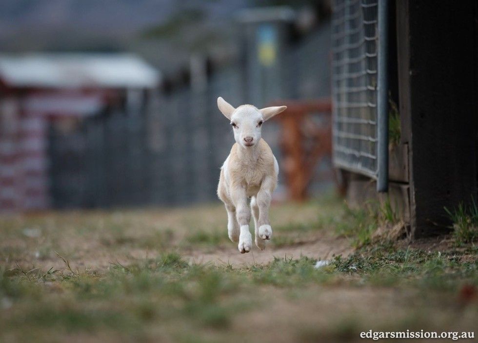 cat finds comfort in lamb
