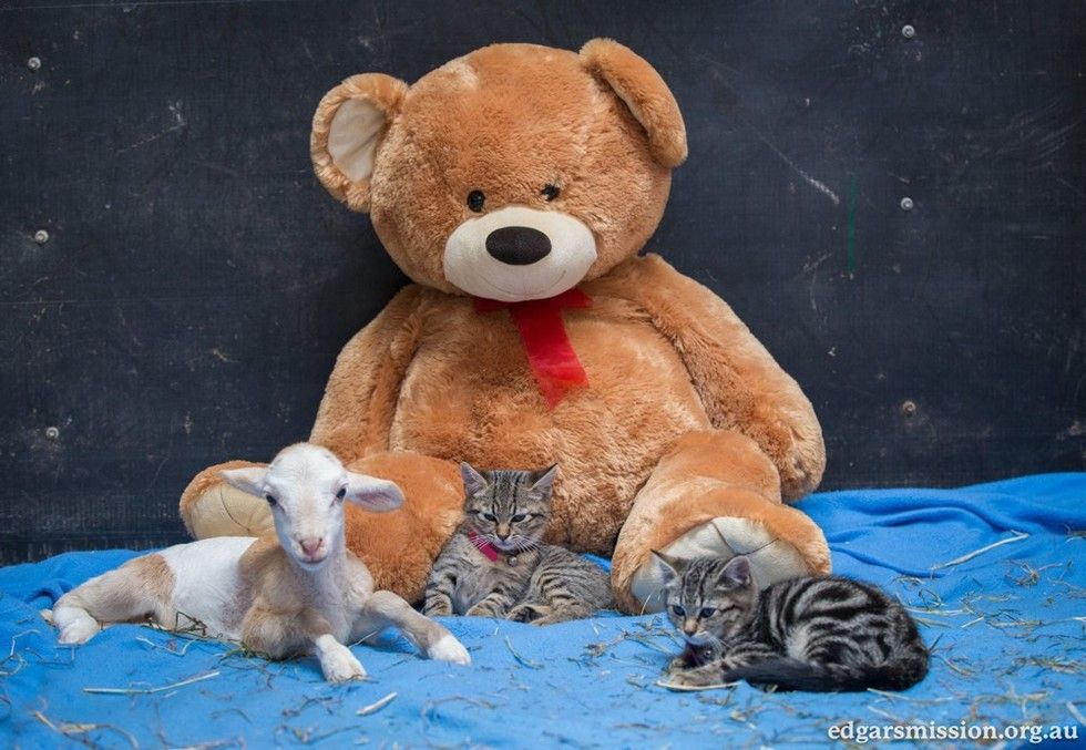cat finds comfort in lamb