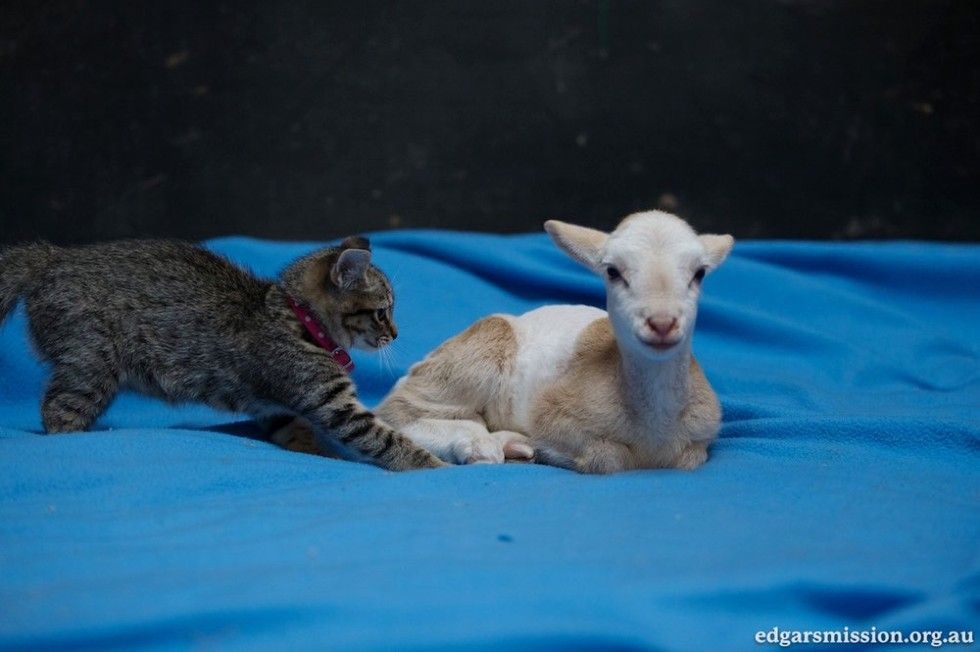cat finds comfort in lamb