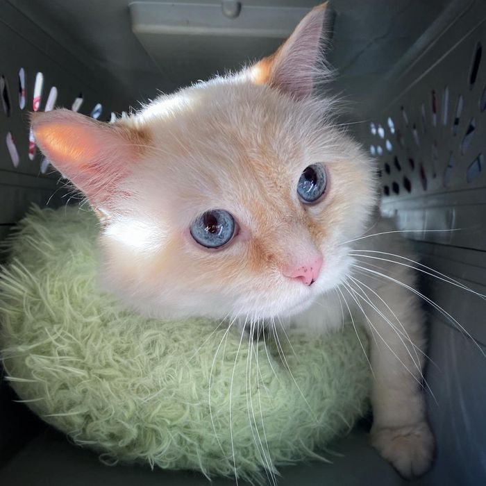 cat flame point blue eyes