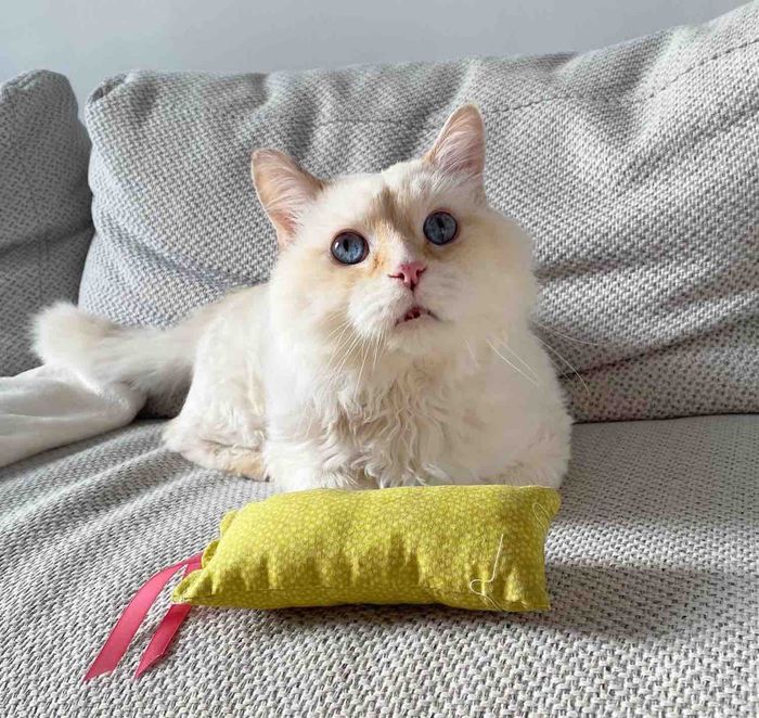 cat flame point blue eyes