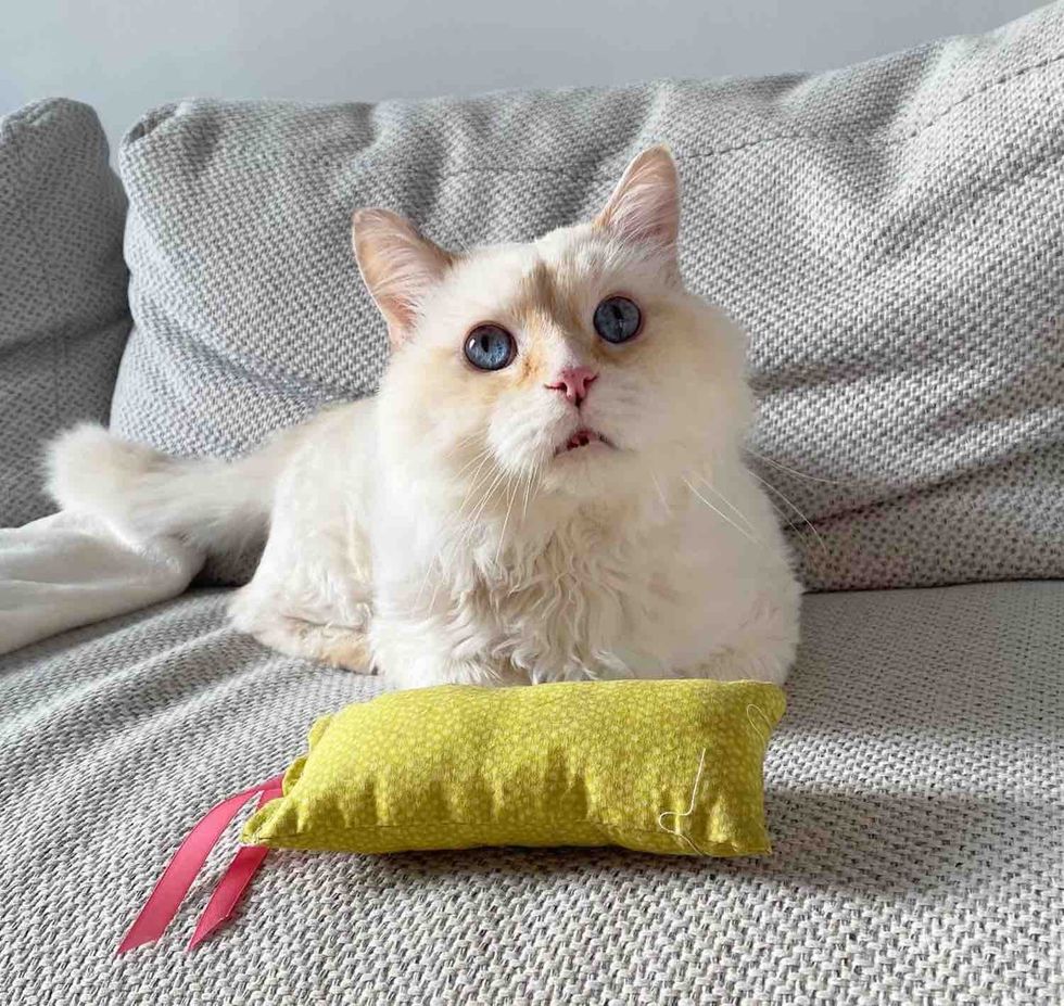 cat flame point blue eyes