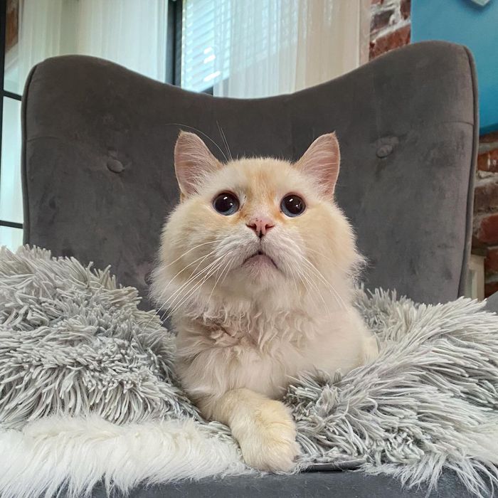 cat flame point fluffy