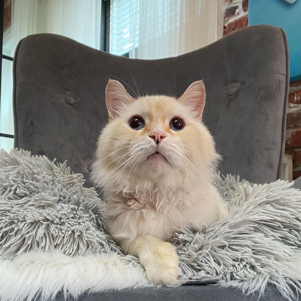 cat flame point fluffy