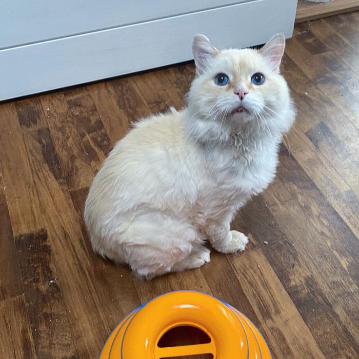 cat flame point teddy bear