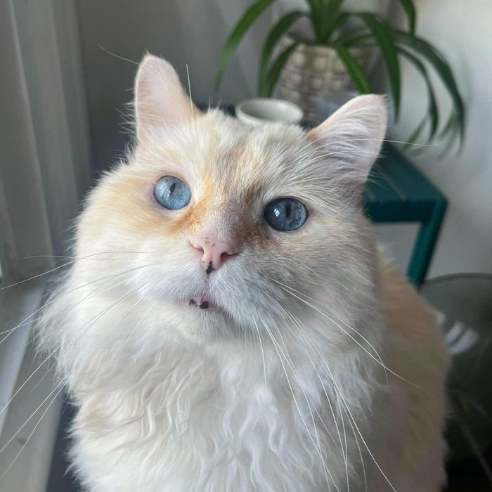 cat fluffy blue eyes