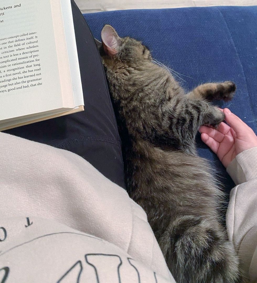 cat fluffy companion