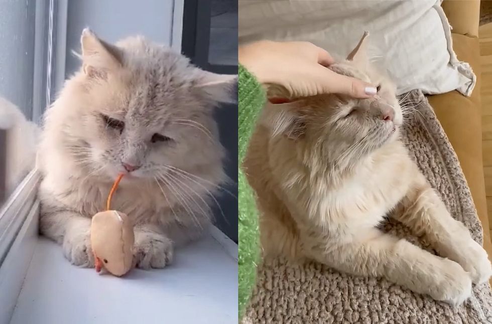 cat fluffy cream pets