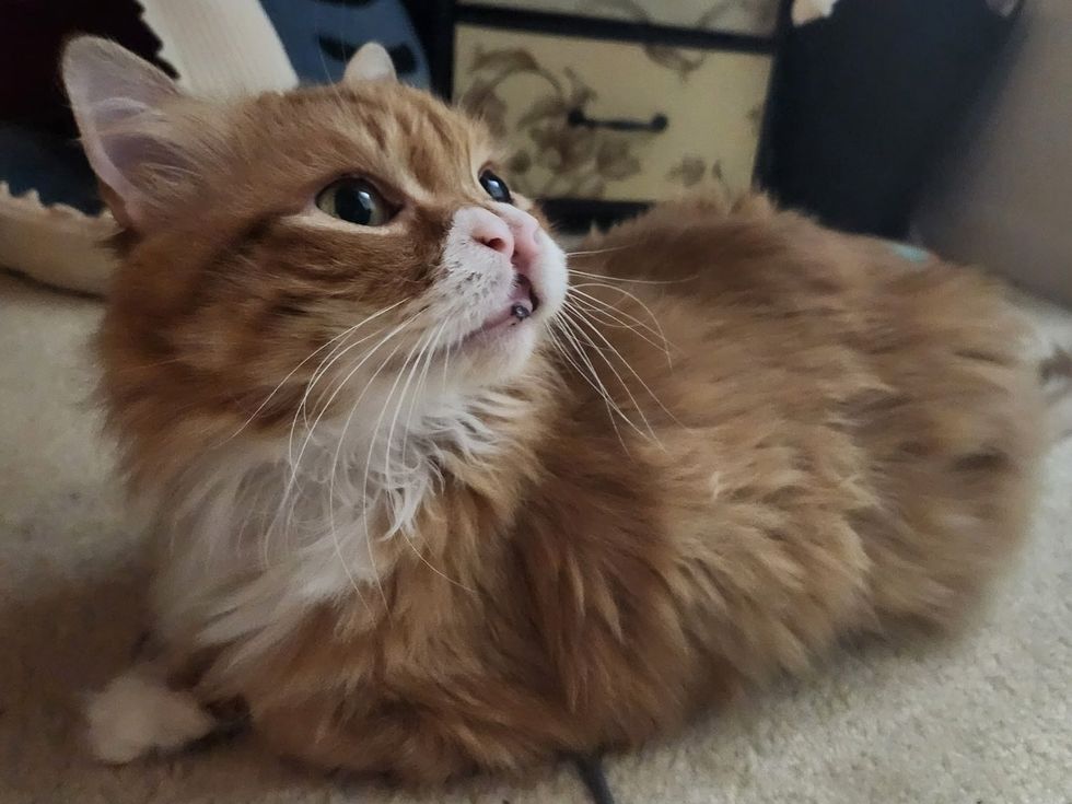 cat fluffy cute nose