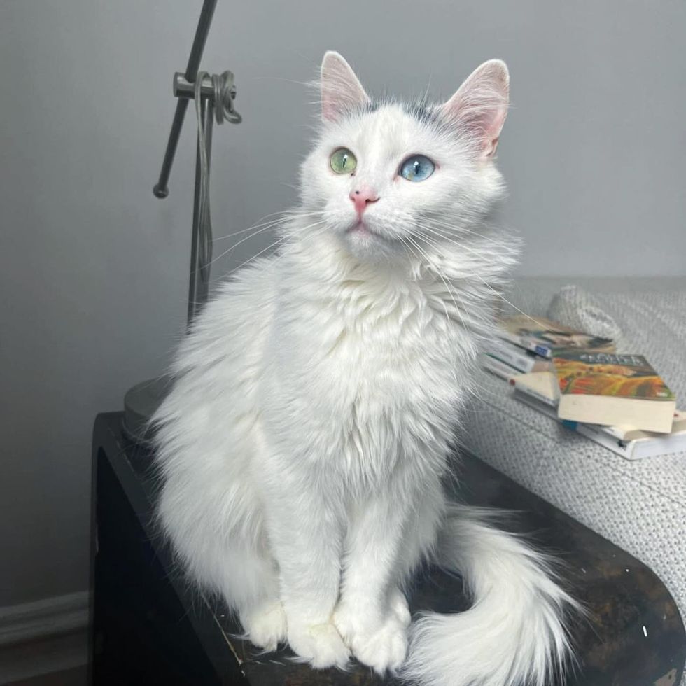 cat fluffy happy indoors