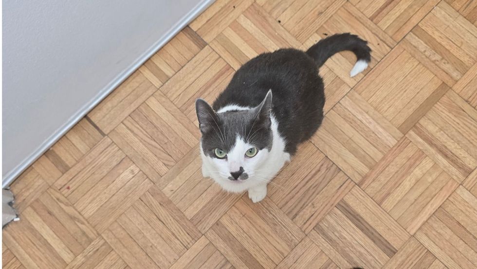 cat following foster care person