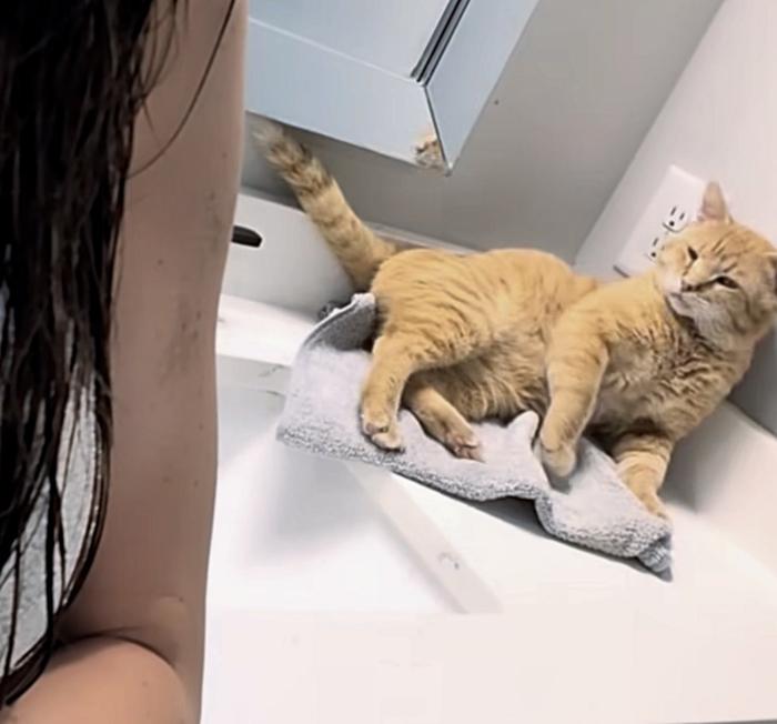 cat follows bathroom