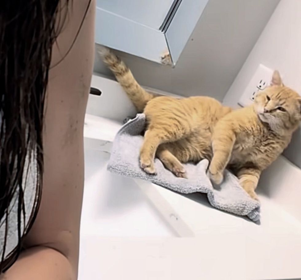 cat follows bathroom
