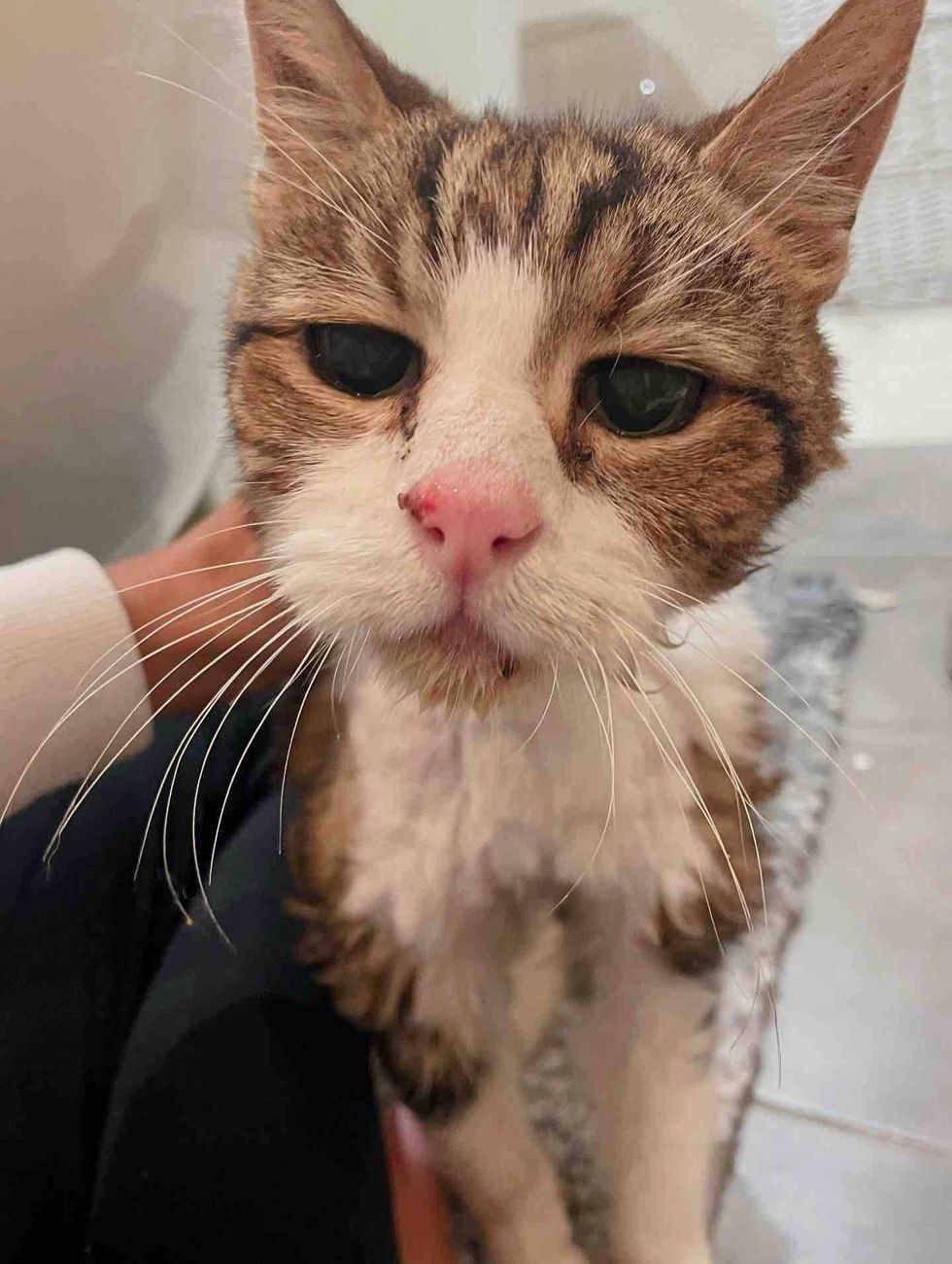 cat foster home happy