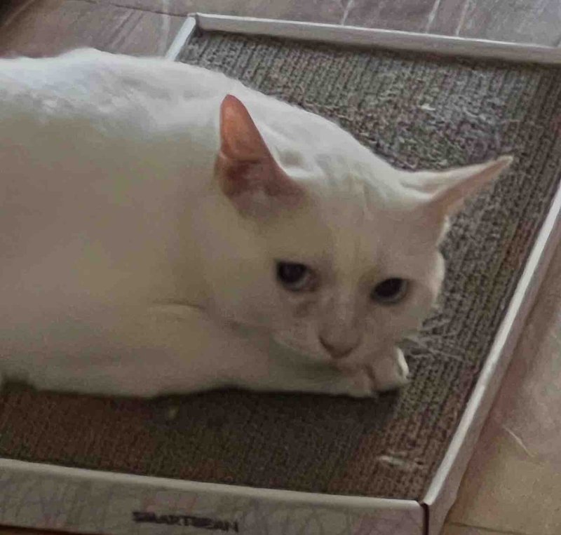 cat foster home safe