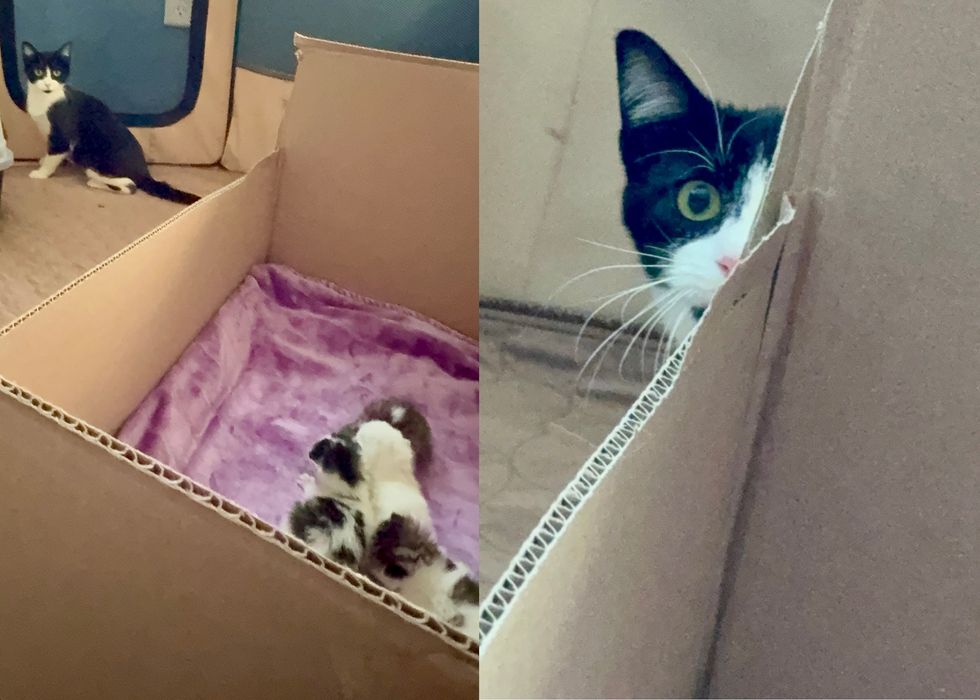 cat foster home shy hiding