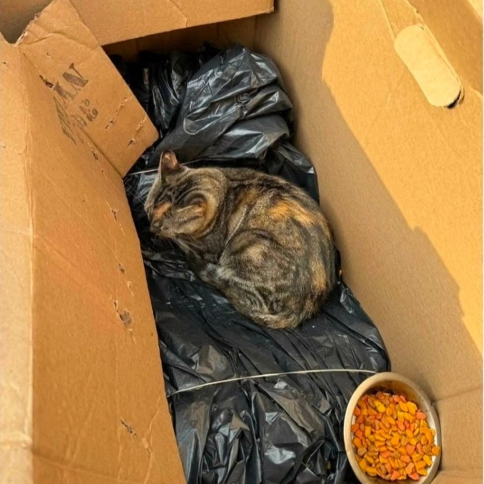 cat found in cardboard box abandoned