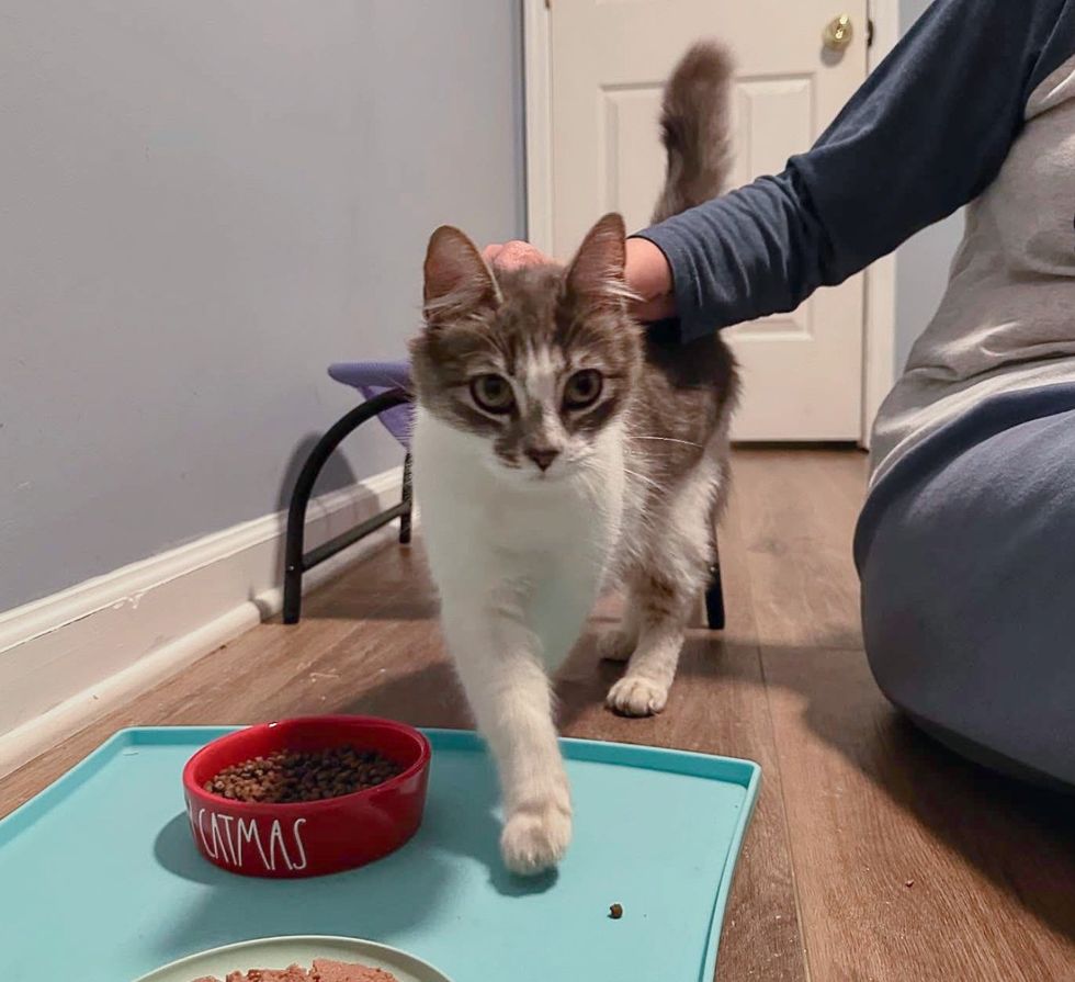 cat friendly happy home