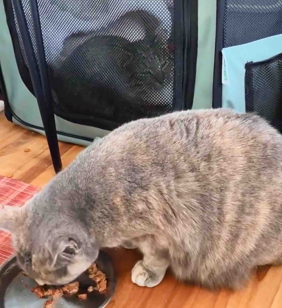 cat friends foster room