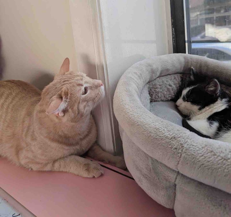 cat friends meet