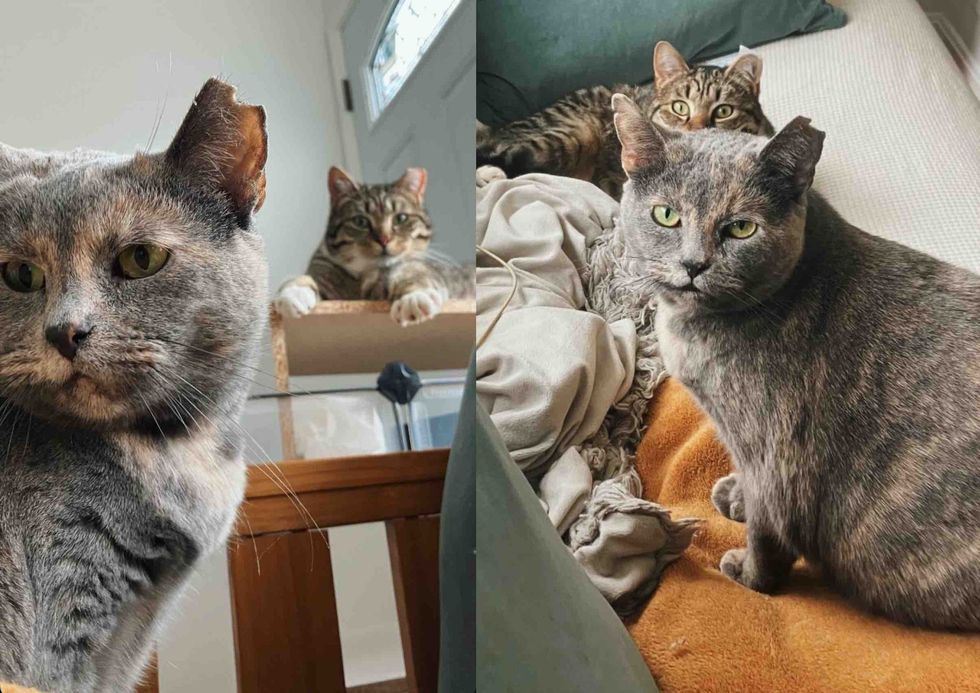 cat friends roommates