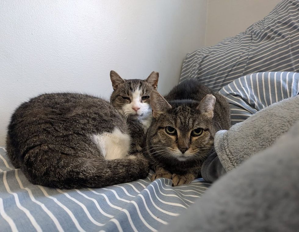 cat friends snuggle bed