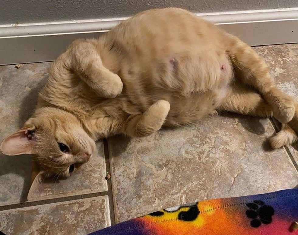 cat, ginger, pregnant cat