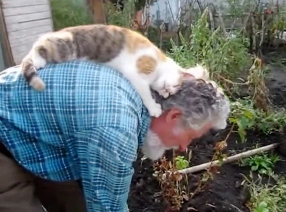 cat gives human dad massage while gardening