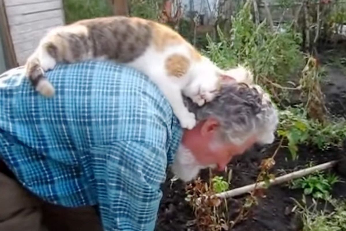 cat gives human dad massage while gardening
