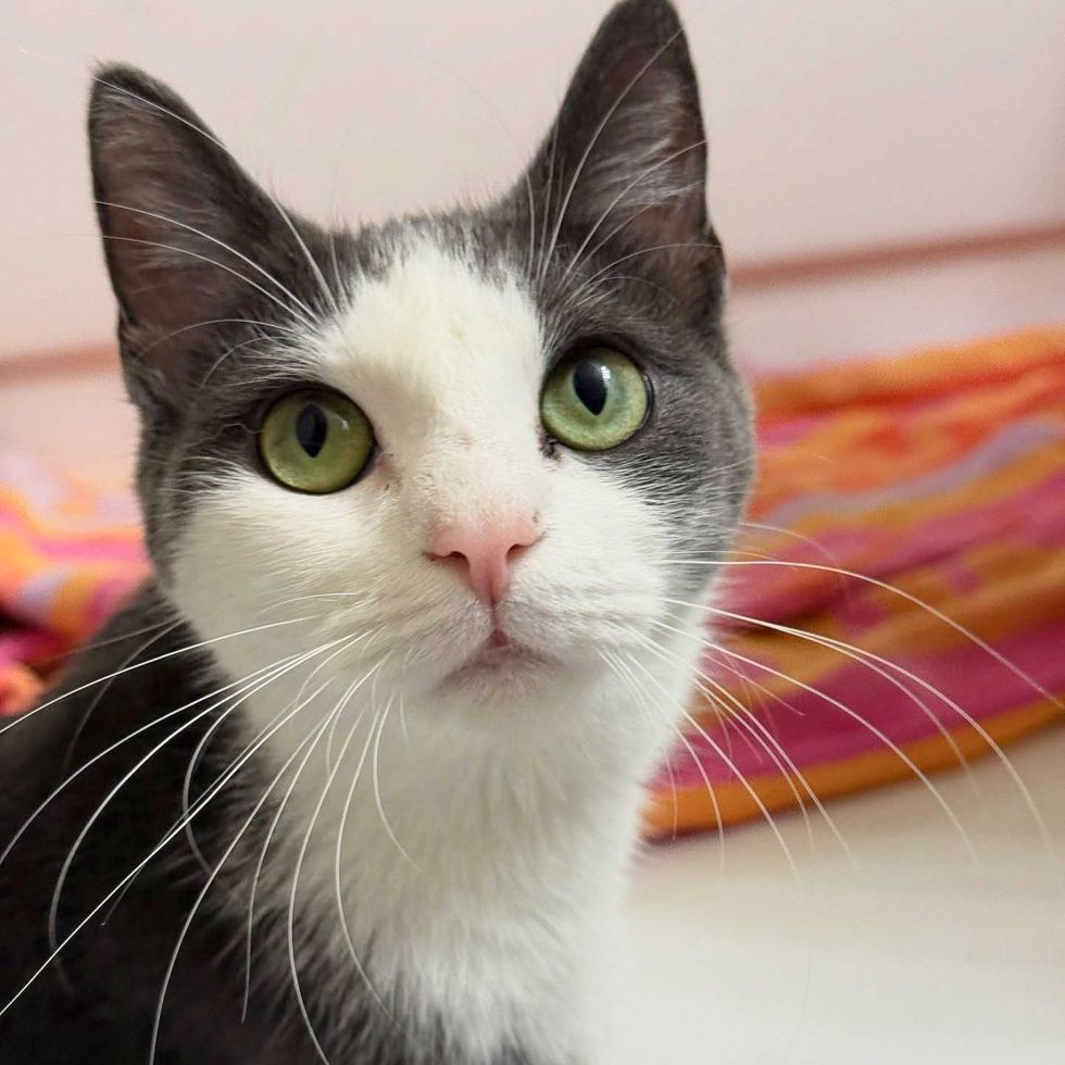 cat gray green eyes
