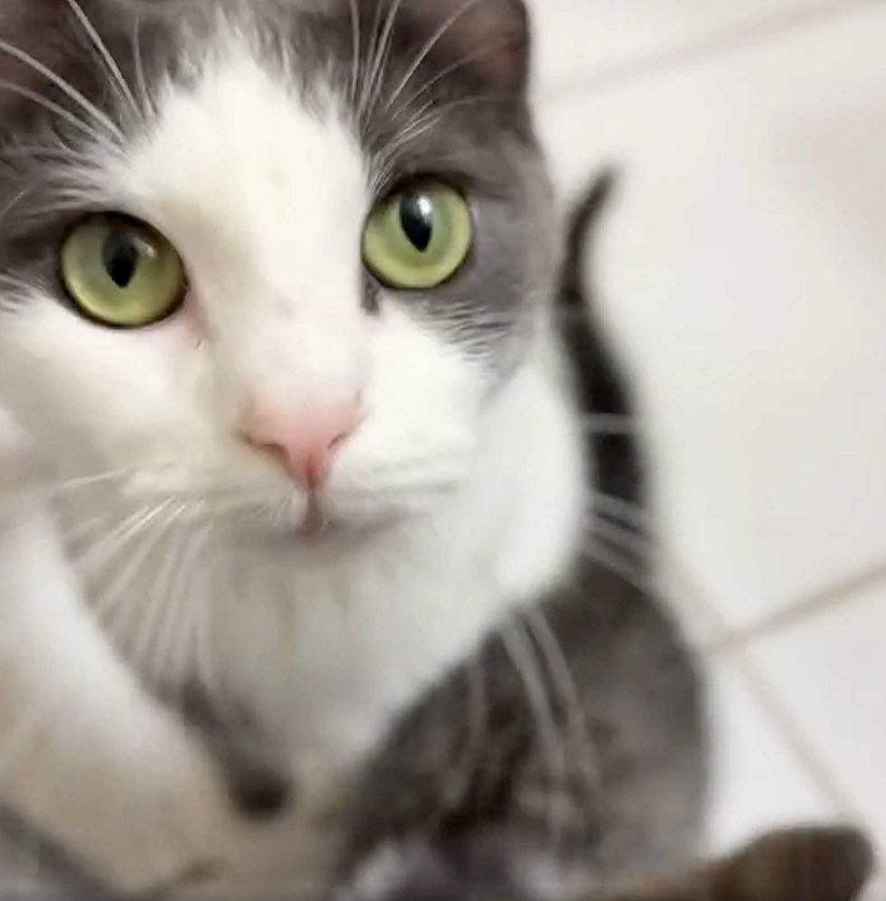 cat green eyes
