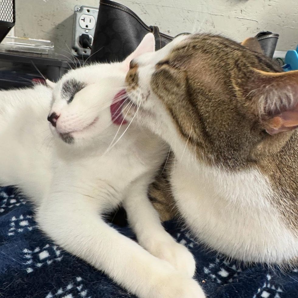 cat grooms kitten happy