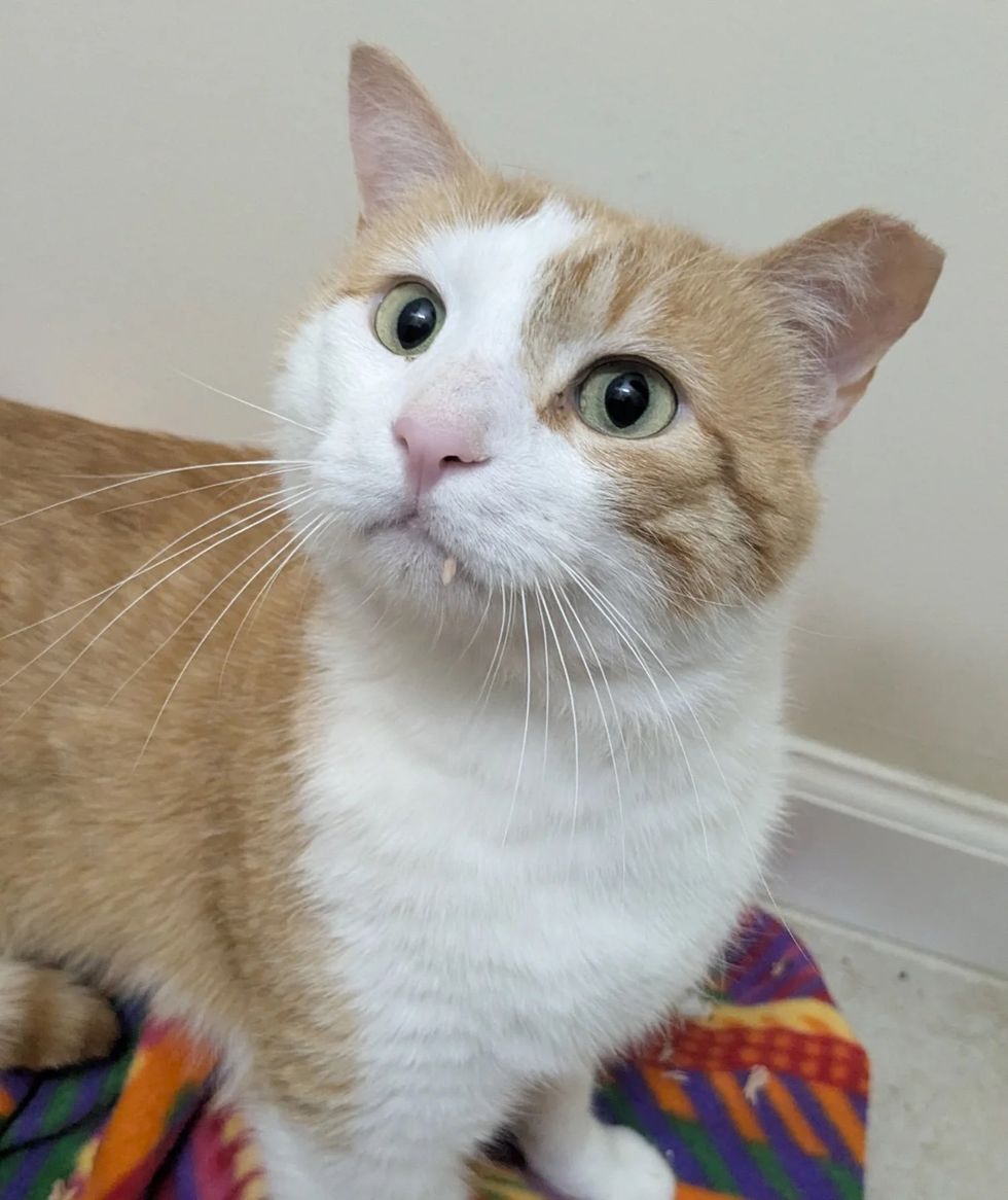 cat handsome home