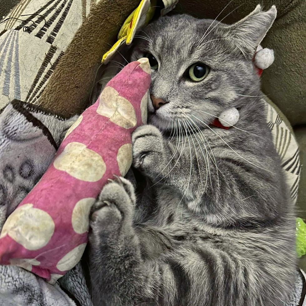 cat happy catnip toy