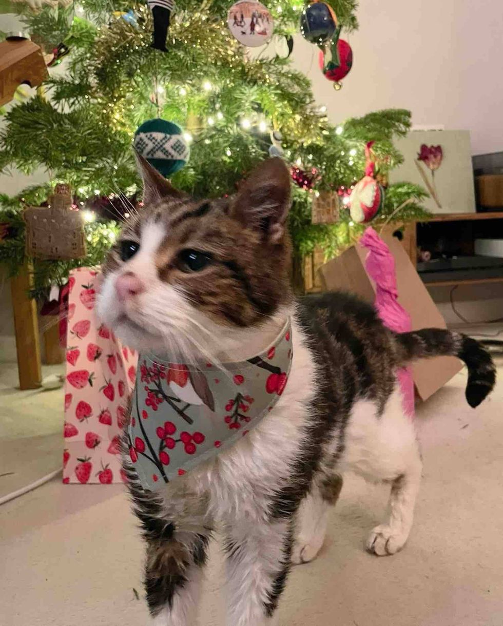 cat happy christmas tree