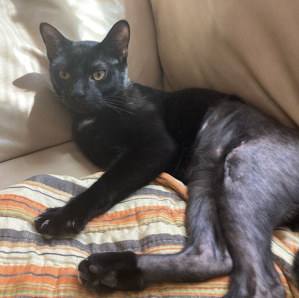 cat happy foster home