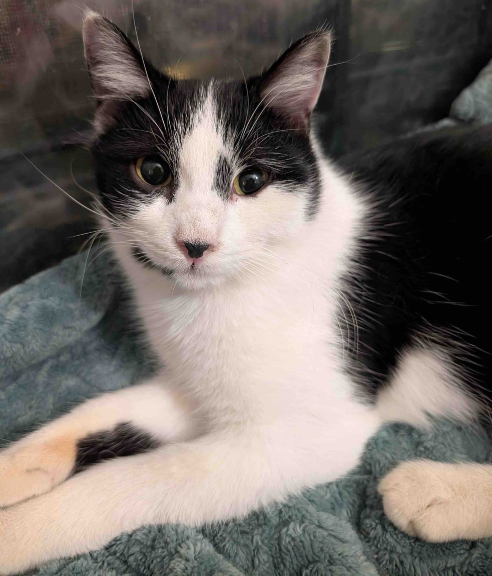 cat happy indoor life