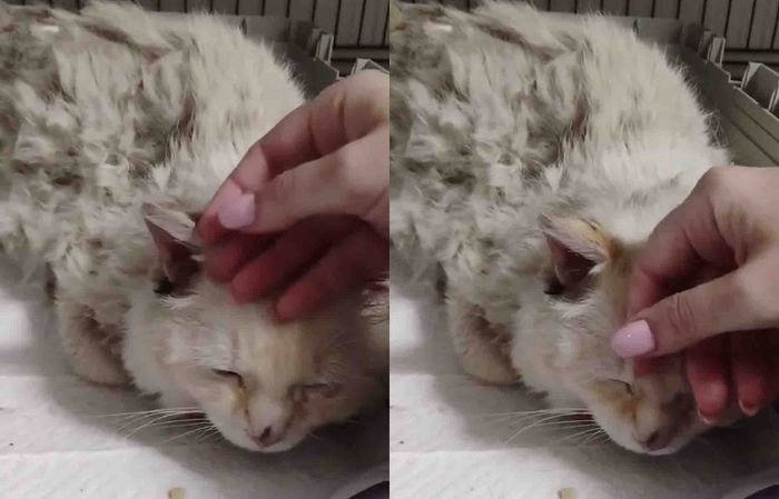 cat happy indoors petting