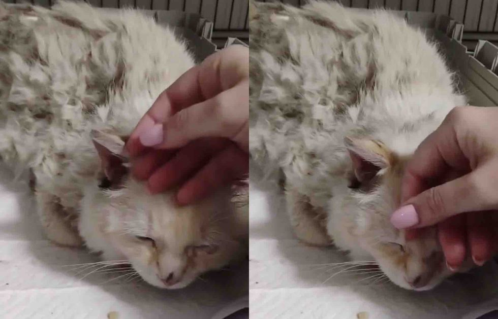 cat happy indoors petting