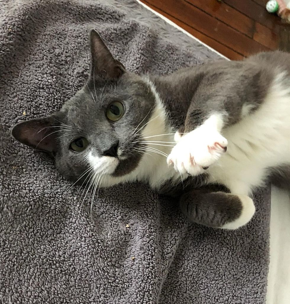 cat happy kneading paws