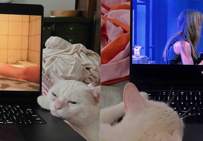 cat happy movie time