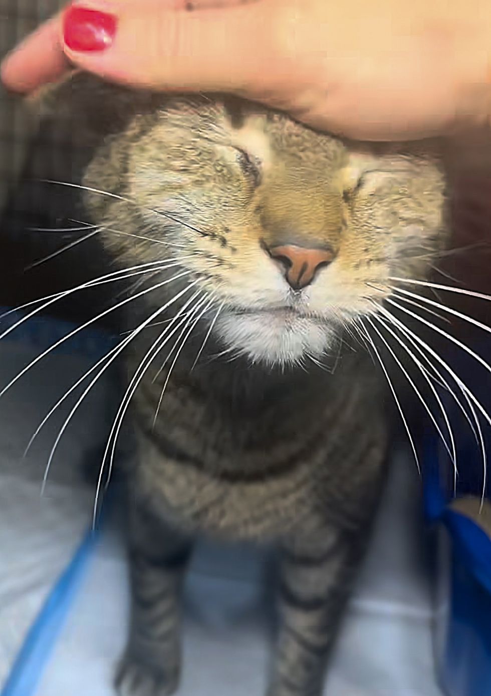 cat happy petted