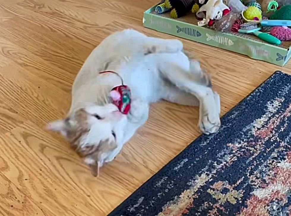 cat happy playing toys