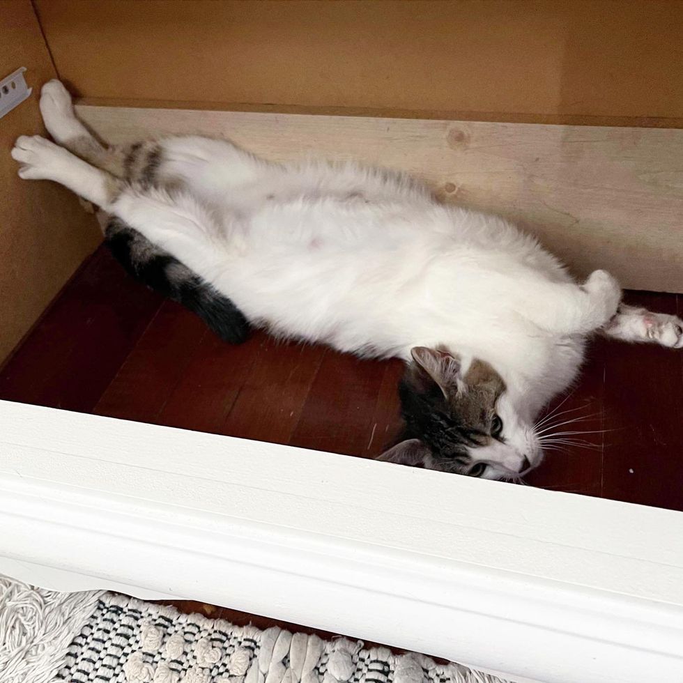 cat happy spot stretching