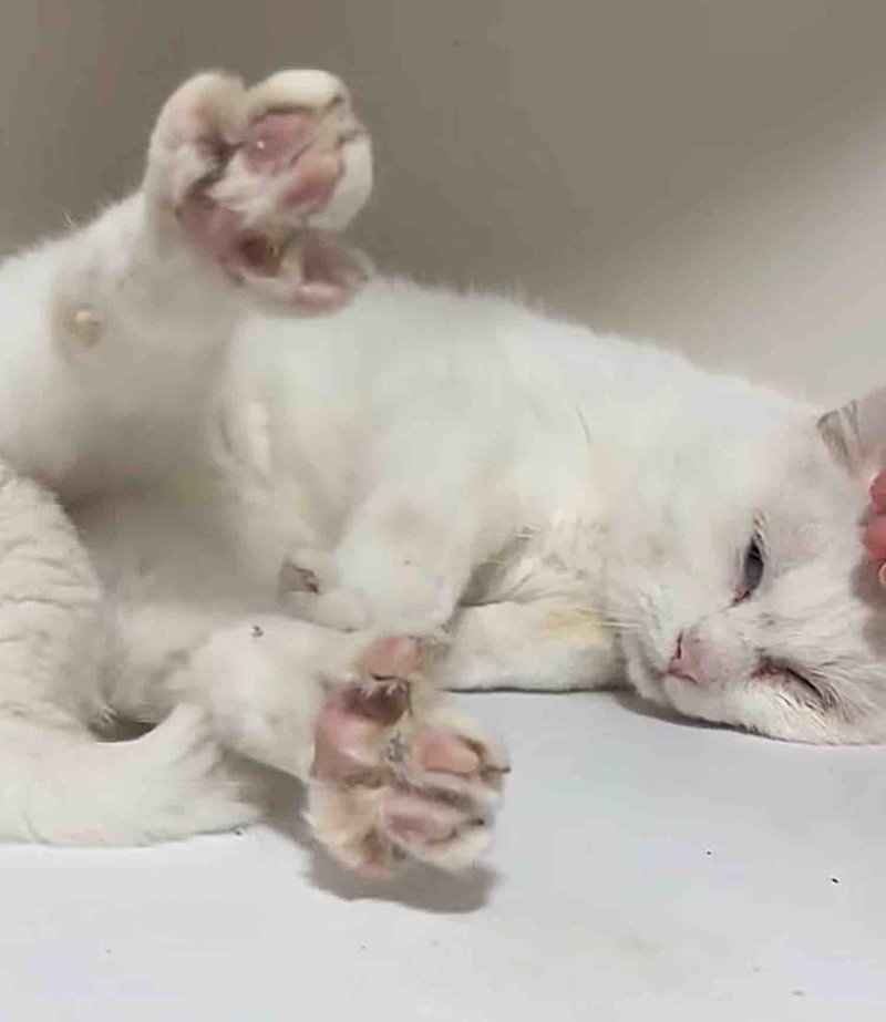 cat happy stretching toes