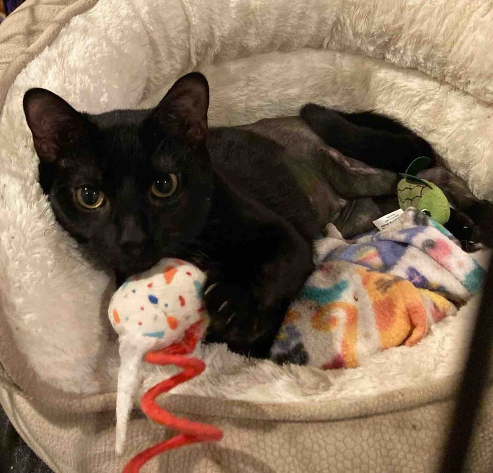 cat healing playful toys