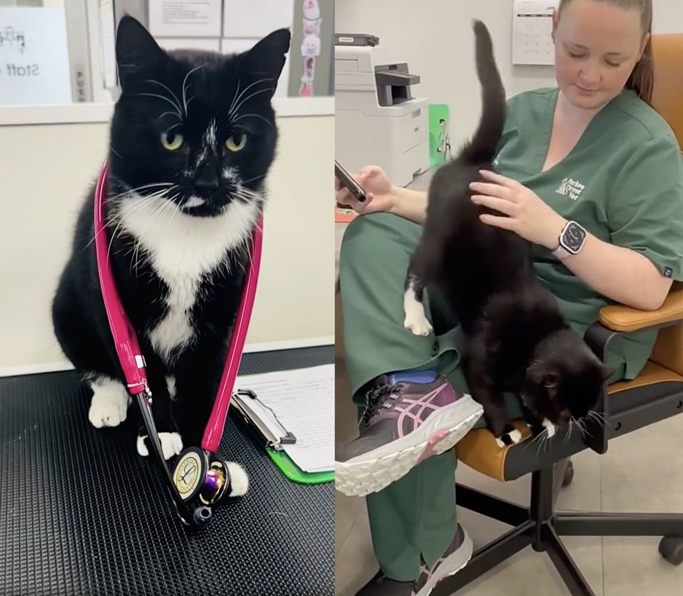 cat helps office vet