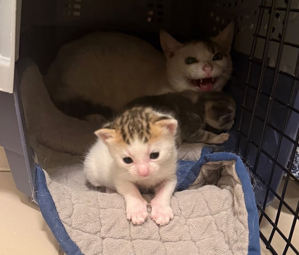 cat hissing kittens exploring