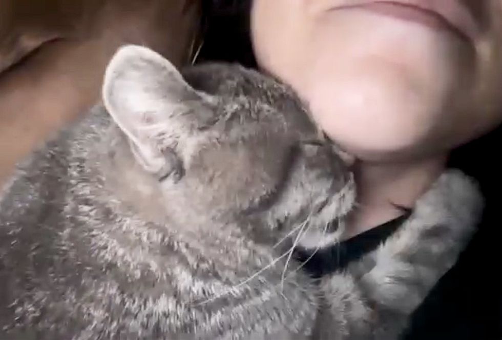 cat hugs human